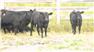 Donahey Cattle for Sale