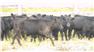 Donahey Cattle for Sale