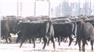 Donahey Cattle for Sale