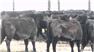 Donahey Cattle for Sale