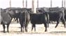 Donahey Cattle for Sale