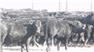 Donahey Cattle for Sale