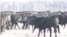 Donahey Cattle for Sale