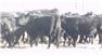 Donahey Cattle for Sale