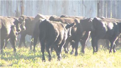 Cattle