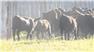 Donahey Cattle for Sale
