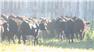 Donahey Cattle for Sale