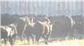 Donahey Cattle for Sale