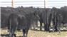 Donahey Cattle for Sale
