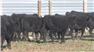 Donahey Cattle for Sale