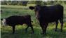 Cow and calf for Sale