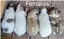 Shepnees Puppies for Sale
