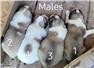 Shepnees Puppies for Sale