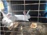 Rabbits for Sale