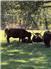 Purebred Highland Cattle for Sale