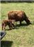 Purebred Highland Cattle for Sale