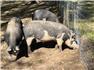 Berkshire Sow  for Sale