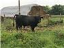 Registered 75/25 Balancer Bull for Sale