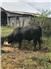 Registered 75/25 Balancer Bull for Sale