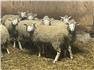 Ile De France breeding stock for Sale