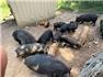 Kunekune-American Guinea Cross Pigs for Sale