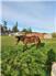 Mustang/Quaterhorse for Sale