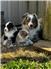 Mini Aussie pups for Sale