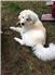 4 MALE PYRENEES PUPPIES, BY DONATION OR BARTER, for Sale