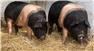 Top hogs for Sale