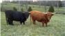 Scotch Highland Cattle for Sale
