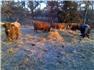 Scotch Highland Cattle for Sale