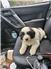 LGD Great Pyrenees Puppies for Sale