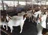 Diary Registered goats and sheeps  for Sale