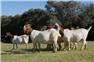 Diary Registered goats and sheeps  for Sale