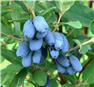 Haskap berry plants for Sale