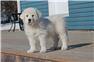 Great Pyrenees pups  for Sale
