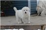 Great Pyrenees pups  for Sale