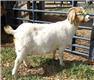 Female goats - to kid in April for Sale