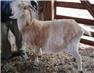 Female goats - to kid in April for Sale