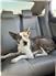 Hanging tree cattle dog for Sale
