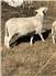 Australian White Sheep for Sale