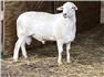 Australian White Sheep for Sale