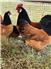 Vorwerk Chickens for Sale