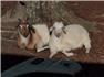 Cashmere Goats f...