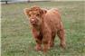 Scottish Mini Highland Cows for Sale