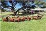 Sheep Awassi fat tailed sheep ,Boer Goats, Kalahari red goats and Dorper sheep for Sale