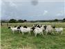Sheep Awassi fat tailed sheep ,Boer Goats, Kalahari red goats and Dorper sheep for Sale