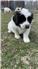 Newfoundland, St. Bernard, Great Pyrenees cross puppies for Sale