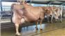 Jersey cattle Breed for Sale