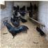 Top Quality Ayam Cemani Chickens, Fertile eggs and chicks  for Sale